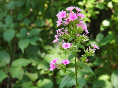 [Many dark-pink blooms on one leafy green stem.]